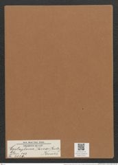Cystopleura sorex (Kuetz.) Kunze (de-Toni-Nr.: Genus 103, Species 3120) Zeichnungen Sammlung Grunow Mappe 03357 (Herbarium_W_Grunow_drawings_Folder_03357)
